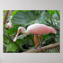 Recherche de oiseaux tropicaux posters Fleurs