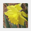 Recherche de narcisse magnets Photographie
