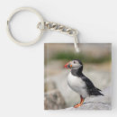 Recherche de macareux porteclés Nature