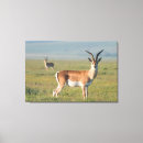 Suche nach gazelle leinwandbilder Farbbild