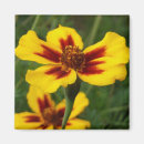 Suche nach marigold magnete Fotografie
