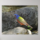 Suche nach bunter vogel poster Wildtiere