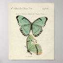 Suche nach vintage butterfly poster Natur