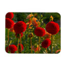 Recherche de agricole magnets Coloré