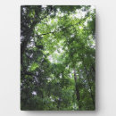 Suche nach wälder fotoplatten Bäume