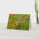 Suche nach junggeselleknopf Wildblumen