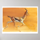 Suche nach gazelle poster Antilope