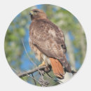 Suche nach hawk aufkleber Natur