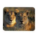 Suche nach botswana magnete Natur