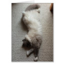 Suche nach schlafenkatze Haustier