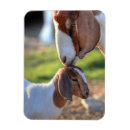 Recherche de deux animaux magnets Unité