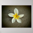 Suche nach plumeria poster Hawaiisch
