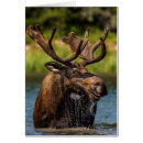 Recherche de orignaux taureau cartes postales Délimiteur danita