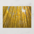 Recherche de arbre peuplier cartes postales Forêt