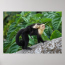 Recherche de singe capucin posters Capuchin