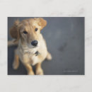 Suche nach sucht postkarten Hund
