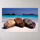 Suche nach seelöwe poster Strand