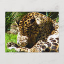 Recherche de taches léopard cartes postales Jungle