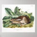 Suche nach baby eichhörnchen poster Bezaubernd