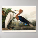 Suche nach audubon poster John james audubon