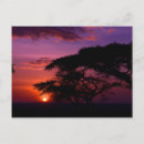 Suche nach das serengeti postkarten Natur