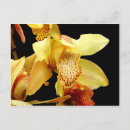 Suche nach orchideen postkarten Schwarz