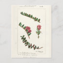 Recherche de vaccinations cartes postales Vintage