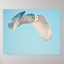 Suche nach schneeeulen poster Superstock