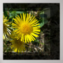 Suche nach fenster poster Gelb