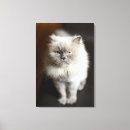 Suche nach gereizt Katzen