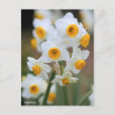 Suche nach narzissen für postkarten Begrüßung