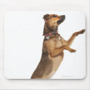 Recherche de canis Animaux domestiques