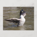 Recherche de clapet cartes postales Ailes