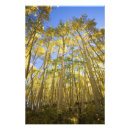 Suche nach heller wald poster Gelb