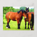 Recherche de prairies cartes postales Chevaux
