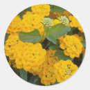Suche nach hellgelbe blume aufkleber Natur