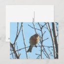 Suche nach roter kopf postkarten Vogelvogel
