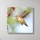 Suche nach kolibris leinwandbilder Vögel