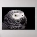Suche nach afrikanisches grau poster Tiere