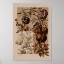 Suche nach vintage botanische studie poster Obst