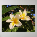 Suche nach blühender baum poster Blumen
