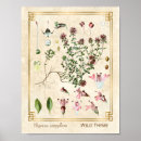 Suche nach thymian poster Botanisch