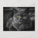 Suche nach schwarze postkarten Kitty