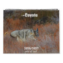 Recherche de coyote photographie Faune