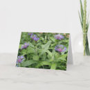 Suche nach kornblume karten Blau