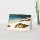 Suche nach seelöwen karten Strand