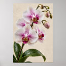 Suche nach orchideen blume poster Rosa