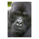 Suche nach gorilla poster primat