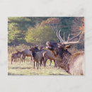 Recherche de herde posters Animaux
