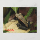 Recherche de conservation cartes postales Amphibien